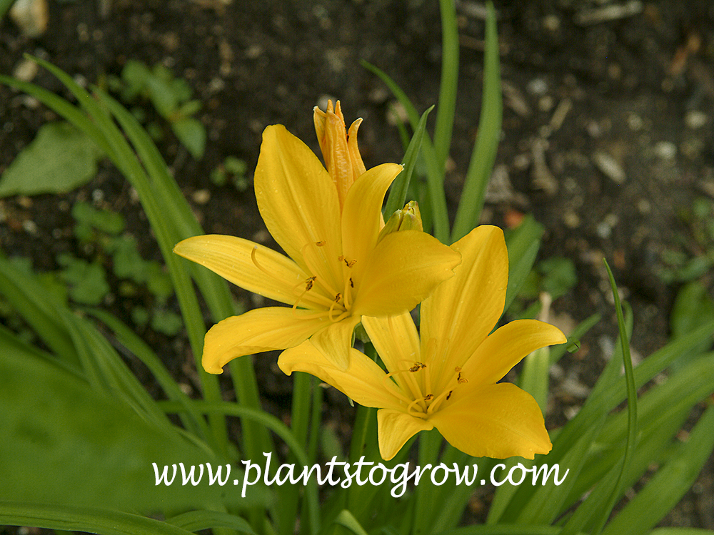 Elfin Daylily (Hemerocallis)